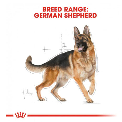 GS05 - Royal Canin - Breed Health Nutrition German Shepherd Adult