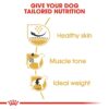rc bhn pug cv eretailkit 3 - Royal Canin - Breed Health Nutrition Pug Adult