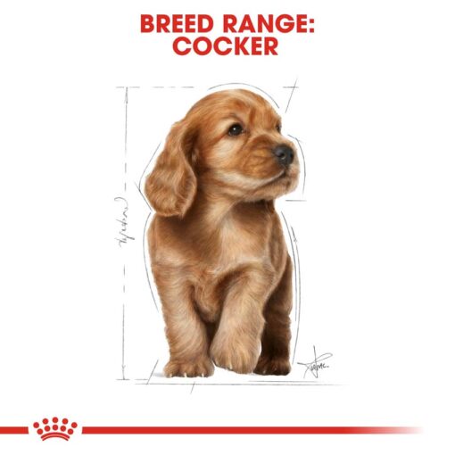 rc bhn puppycocker cv eretailkit 4 - Royal Canin - Breed Health Nutrition German Shepherd Adult