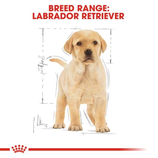 rc bhn puppylabradorretriever cv eretailkit 4 - Royal Canin - Breed Health Nutrition Labrador Adult
