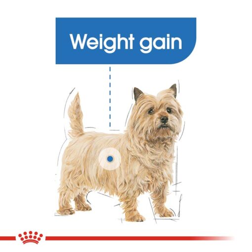 rc ccn lightmini cv eretailkit 2 - Royal Canin - Mini Light Weight Care