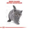 rc fbn kittenbritishshorthair cv eretailkit 4 - Royal Canin - Feline Breed Nutrition British Shorthair Kitten
