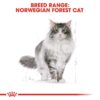rc fbn norwegianfc cv eretailkit 1 - Royal Canin Feline Breed Nutrition Norwegian Forest Cat