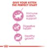 rc fhn kitten cv eretailkit 2 3 - Royal Canin - Feline Health Nutrition Kitten