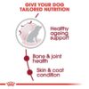 rc shn ageingmedium10 cv eretailkit 2 - Royal Canin - Size Health Nutrition Medium Ageing 10+