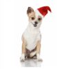 armitage santa hat - Red Bulb Dispensing Treat Dog Toy – Medium