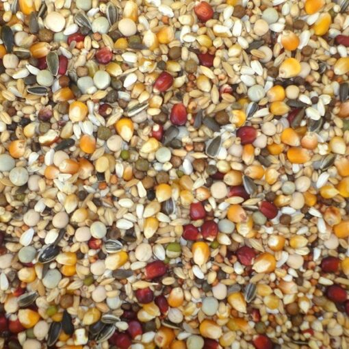 racing pigeon feed - Canary Special Mix