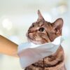Simple Solution Pet Bath Hand Mitts 4 - Simple Solution Spot Spotter HD UV Pet Urine Detector