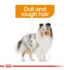 rc ccn wet coat cv eretailkit 1 - Royal Canin Canine Care Nutrition Coat Beauty
