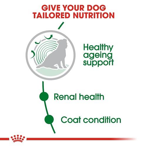 rc shn ageingmini12 cv eretailkit 2 - Royal Canin Breed Health Nutrition Shih Tzu Pouch