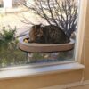 9075 1000x1000 1 - K&H Universal Mount Kitty Sill With Cardboard Track