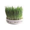 Trixie Cat Grass in Ceramic Bowl for Cats 50g - Trixie Cat Grass Refill Bag for Cats 100g