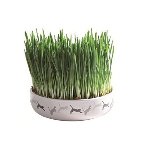 Trixie Cat Grass in Ceramic Bowl for Cats 50g - Trixie Cat Grass in Tray for Cats 100g