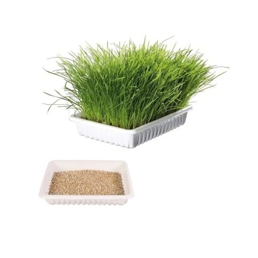 Trixie Cat Grass in Tray for Cats 100g - Trixie Cat Grass Refill Bag for Cats 100g