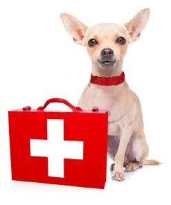 Dog Healthcare