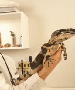 Reptiles Healthcare